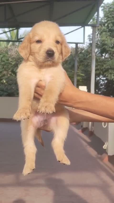 Golden Retriever, farm video