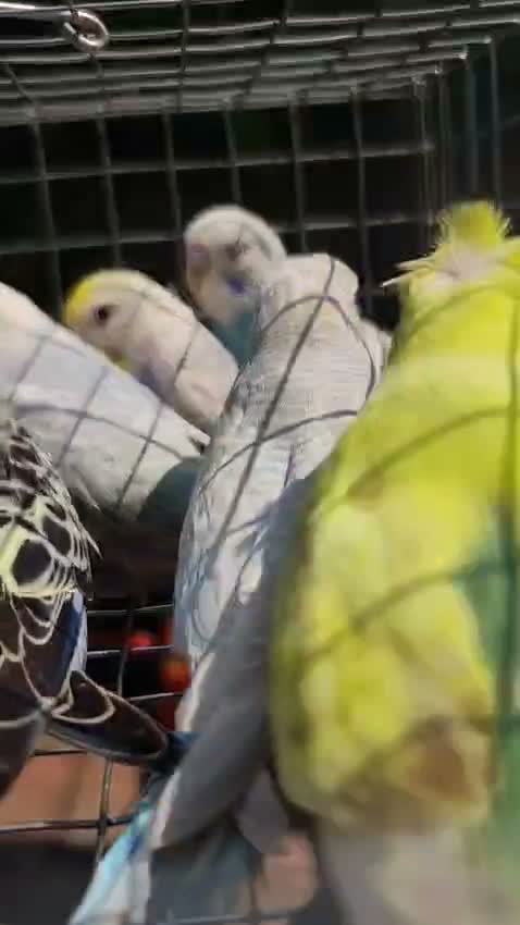 Chow Chow Puppies, farm video