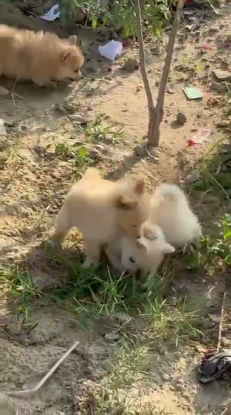 Culture Toy Pom Puppy, farm video