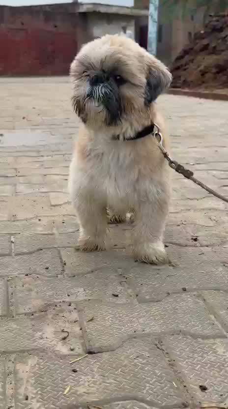 Shih Tzu | Black Color, farm video