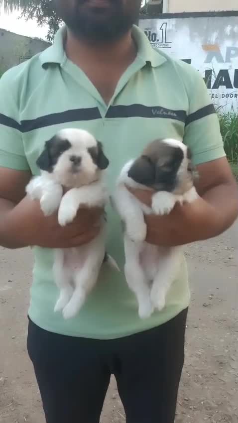 Dachshund Puppy, farm video