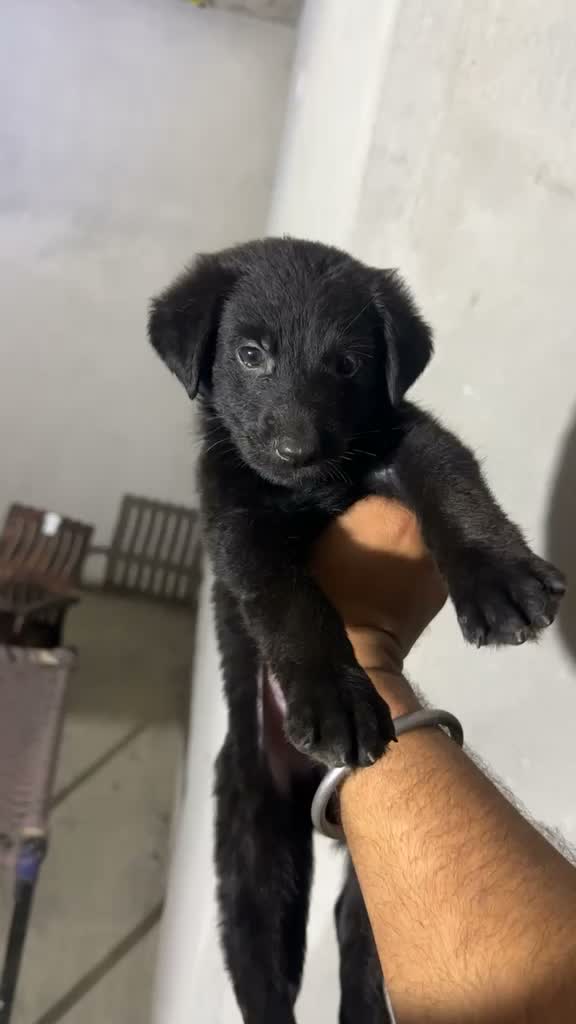 German Shepherd Puppy, farm video