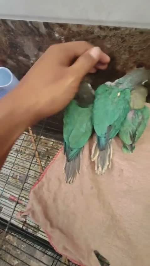 Emma Conure, farm video