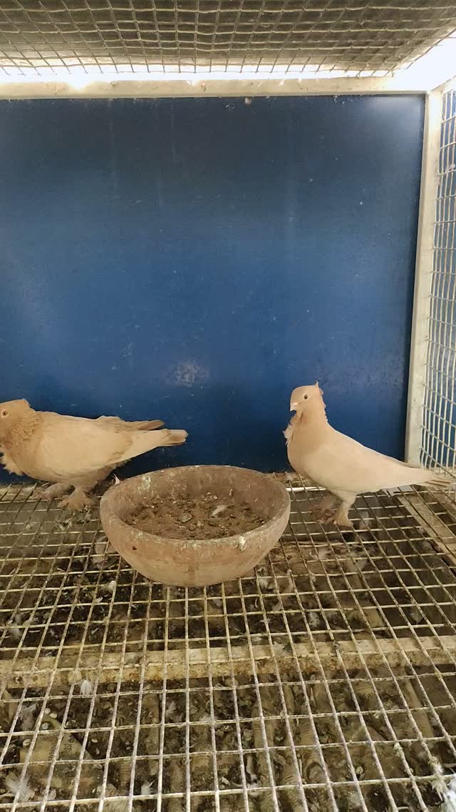 Satin Pigeon, farm video