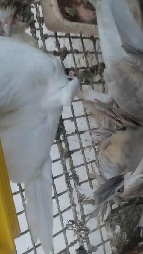 Satin Pigeon, farm video