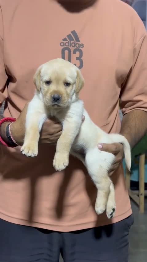 Dachshund Puppy, farm video