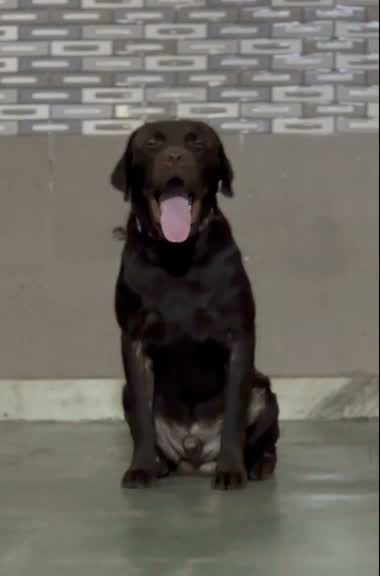 Beagle Black & Tan Puppy, farm video