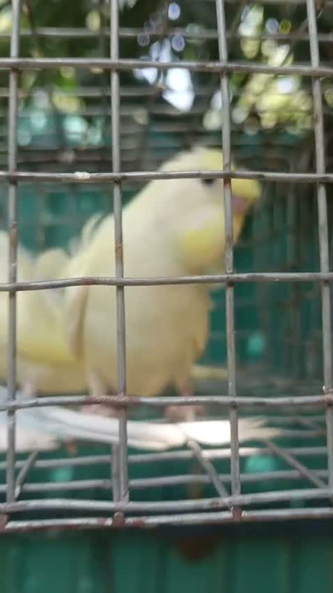 Budgies | Fallow, farm video
