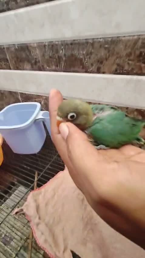 Emma Conure, farm video