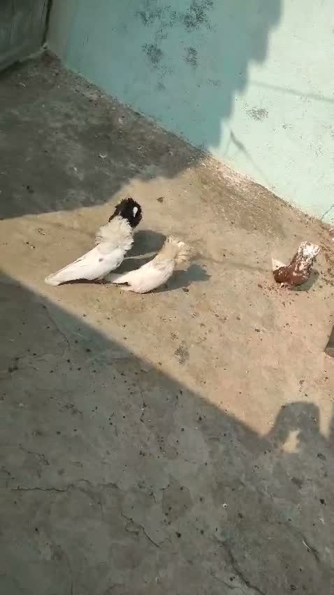 Phatta Pigeon, farm video