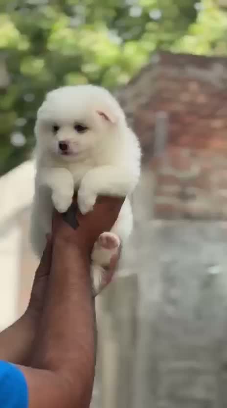 Pomeranian Puppy, farm video