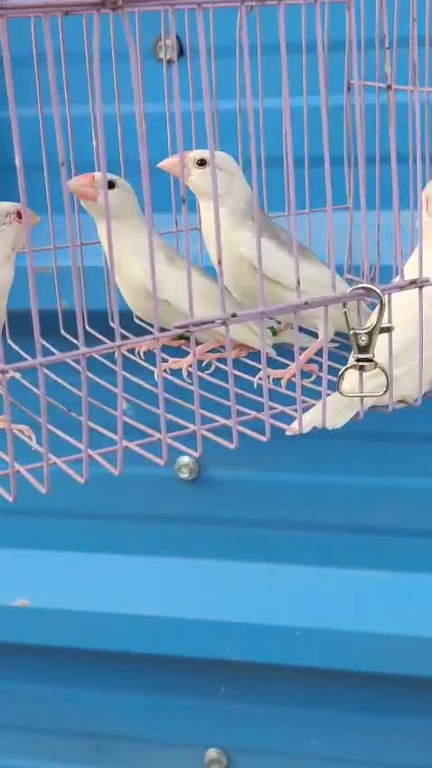 Java Sparrow, farm video