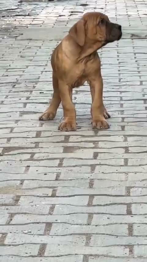 Cane Corso Puppy, farm video