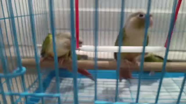 Emma Conure, farm video