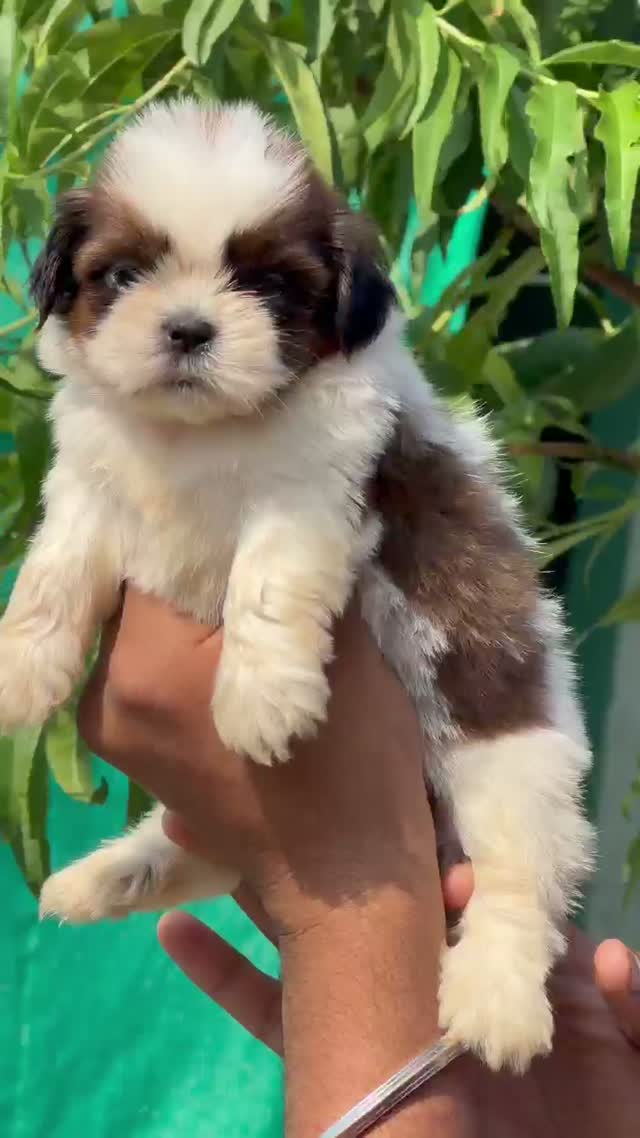 Shih Tzu | Tri Color Puppy, farm video