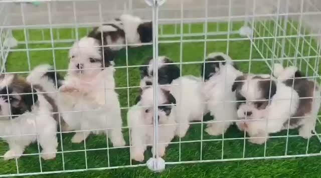 Shih Tzu | Black Color, farm video