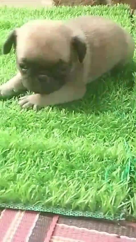 Pug Puppy, farm video