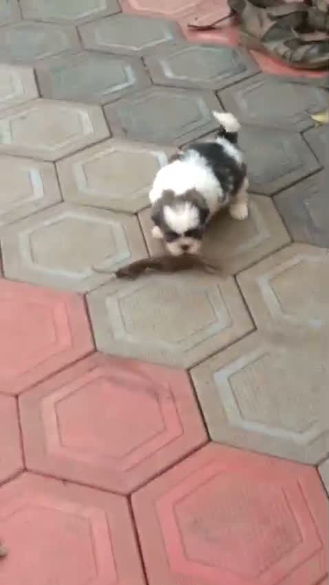 Shih Tzu | Black Color, farm video