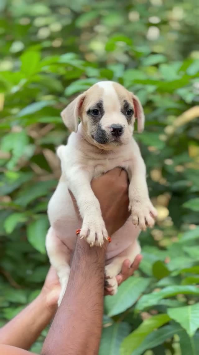 American Bully Pocket Size Puppy, farm video