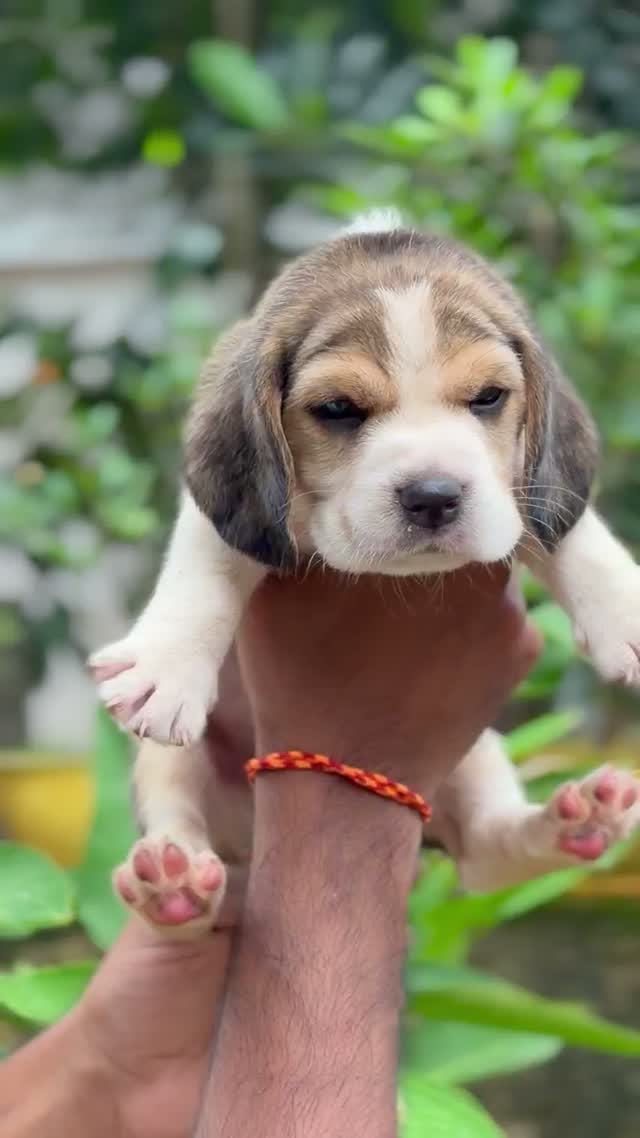 Beagle Black & Tan Puppy, farm video