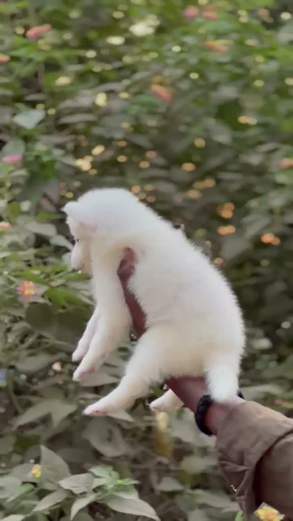 Culture Pom Puppy, farm video
