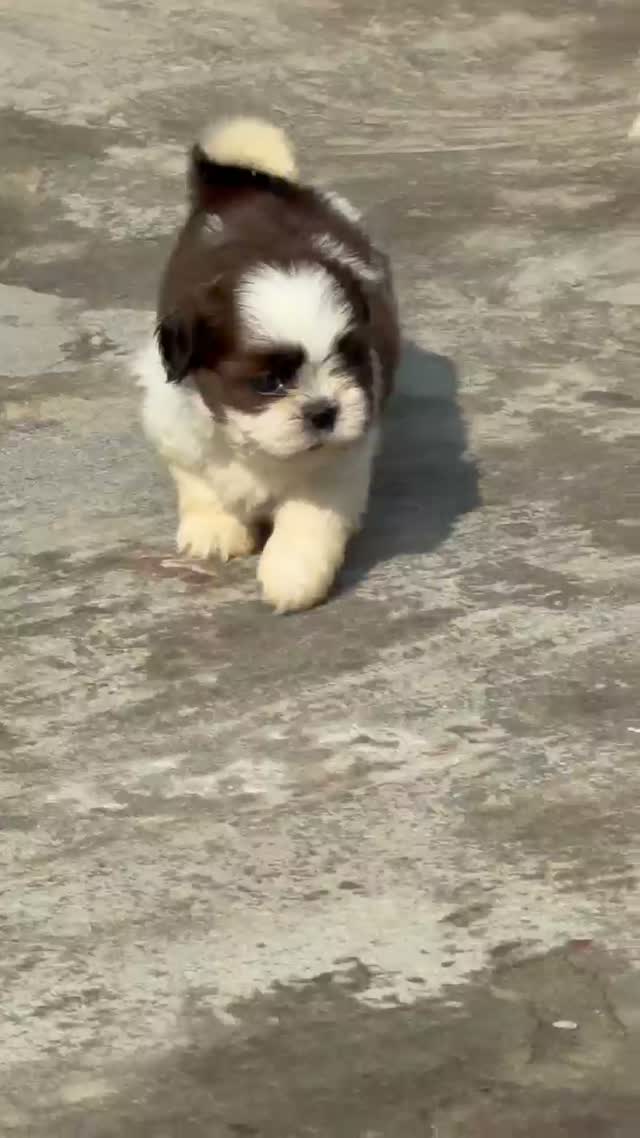 Shih Tzu | Tri Color Puppy, farm video