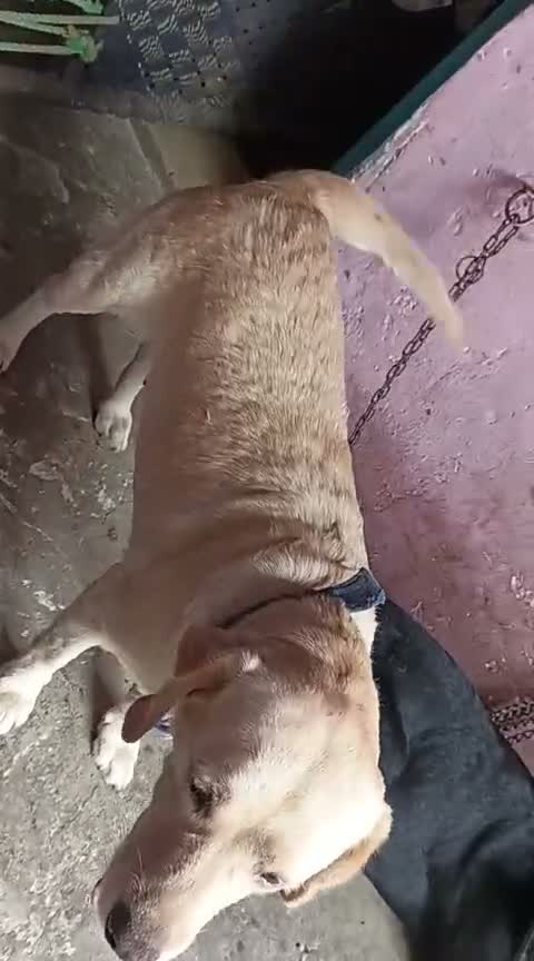 Beagle Black & Tan Puppy, farm video