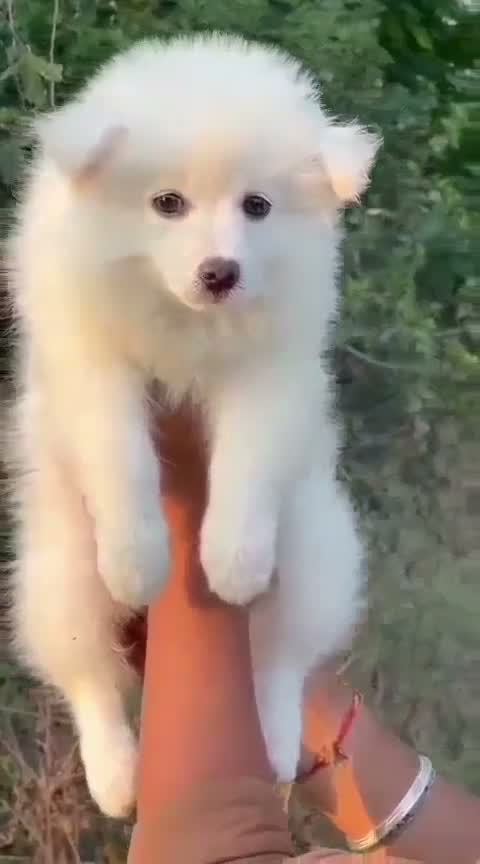 Culture Pom Puppy, farm video