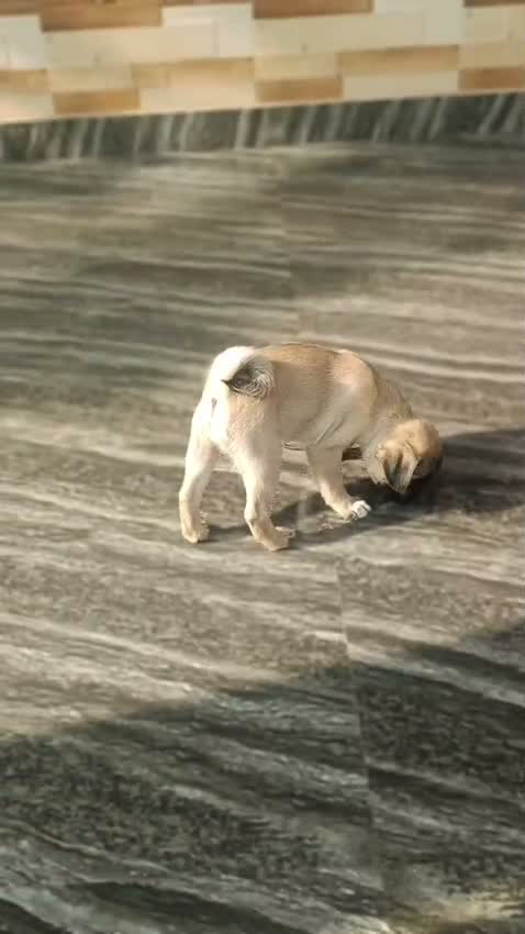 Pug Puppy, farm video