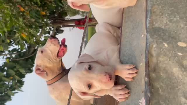 American Bully Pocket Size Puppy, farm video