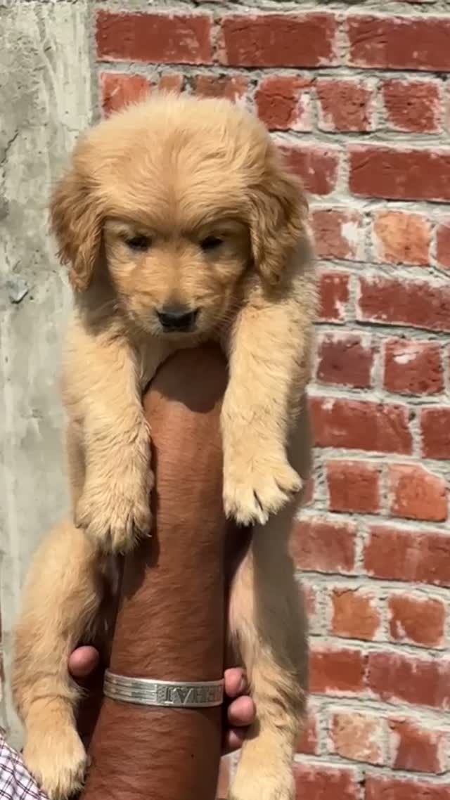 Golden Retriever, farm video