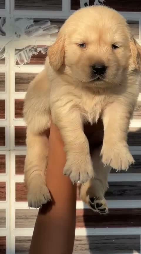 Golden Retriever, farm video