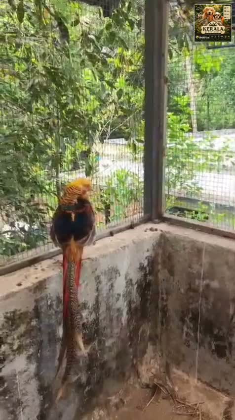 Golden Pheasant, farm video