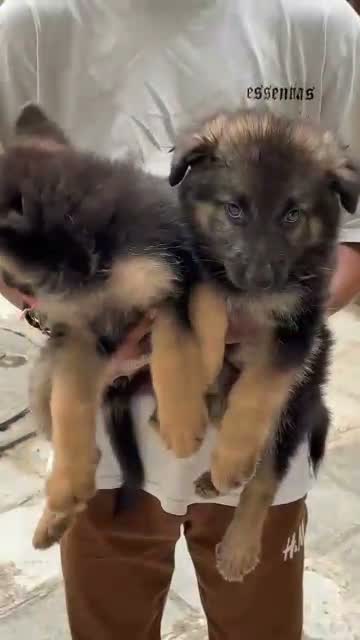 German Shepherd Puppy, farm video