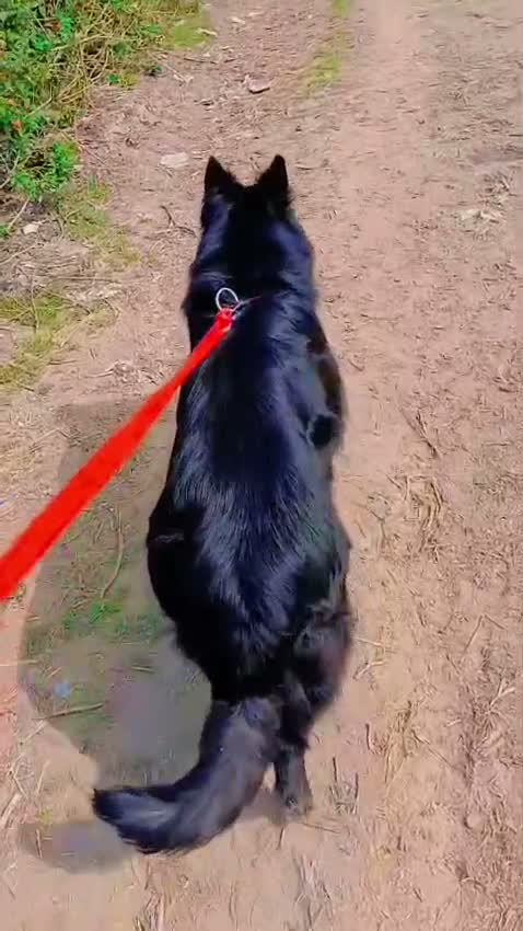 German Shepherd Puppy, farm video