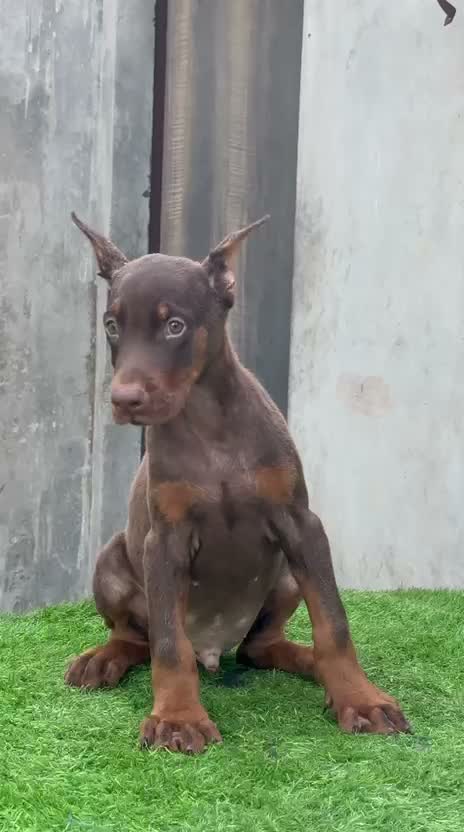 Doberman Pinscher Puppy, farm video