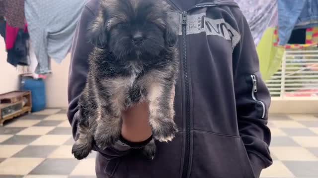 Shih Tzu | Black Color, farm video