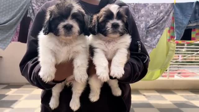 Shih Tzu | Black Color, farm video