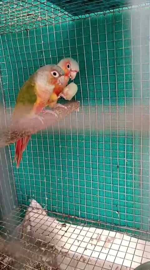 Pineapple Headed Conure, farm video