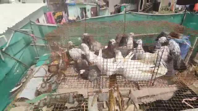 Homer Pigeon, farm video
