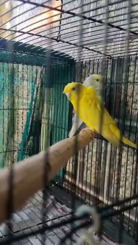 Fantail Pigeon, farm video