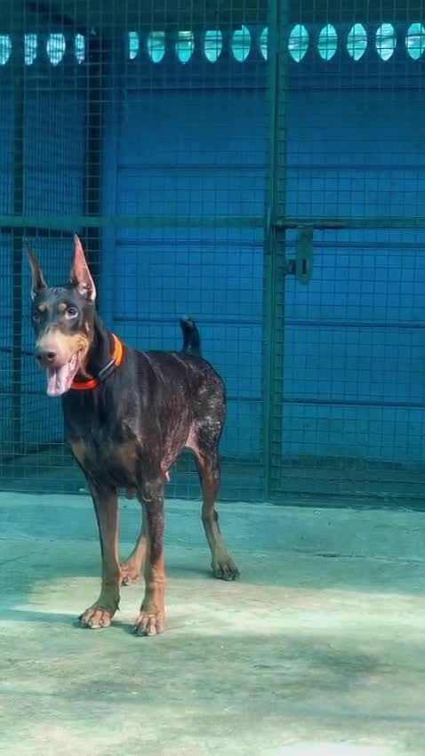 European Doberman Puppy, farm video