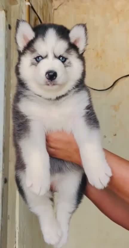 Siberian Husky Puppy | Black & White Color, farm video