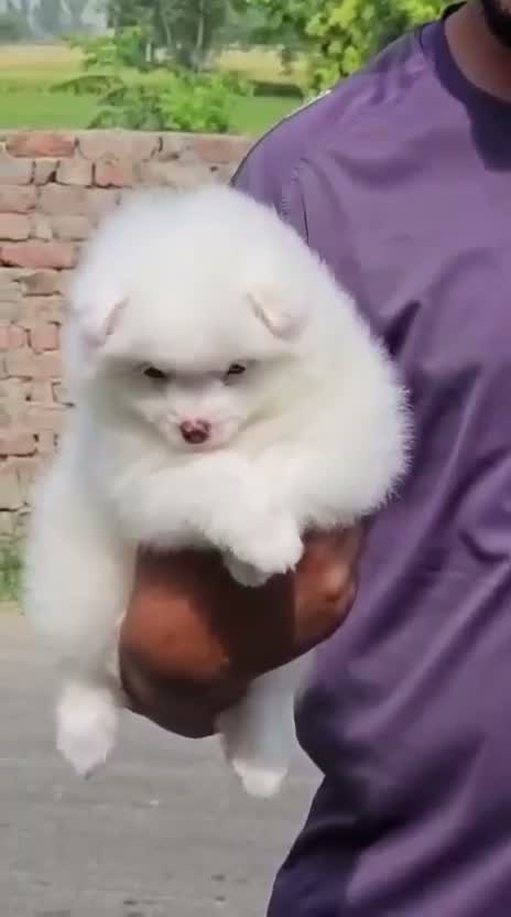 Culture Toy Pom Puppy, farm video