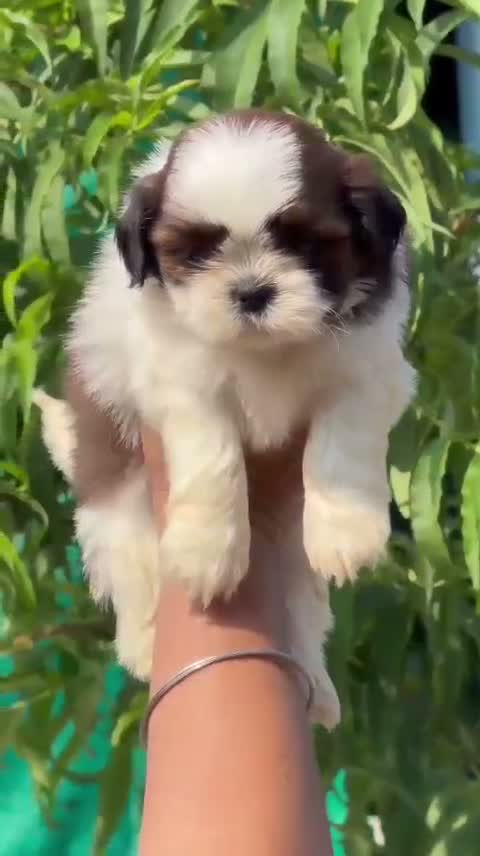 Shih Tzu | Black Color, farm video