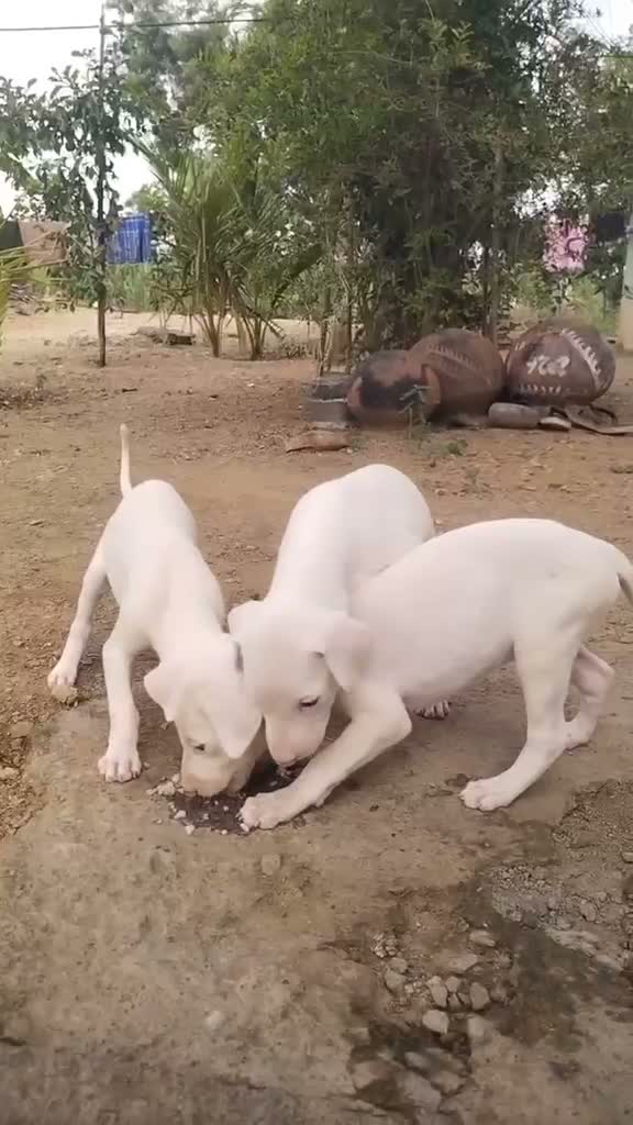 Rajapalayam Puppy, farm video