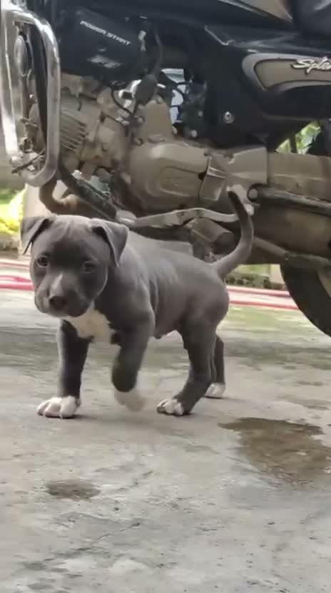 Bull Terrier Puppy, farm video