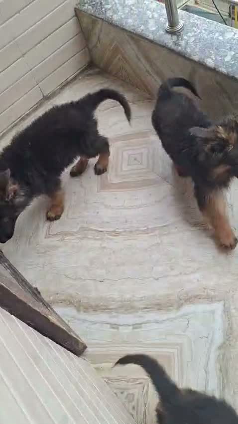 German Shepherd Puppy, farm video