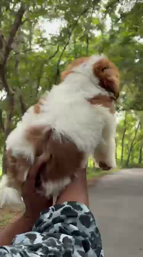 Shih Tzu | Black Color, farm video