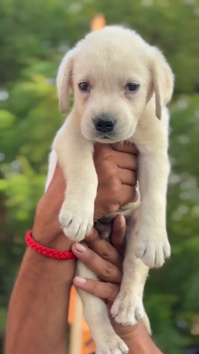 Beagle Black & Tan Puppy, farm video